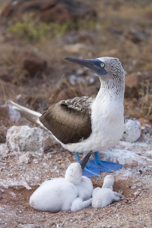 Suite Cielo, Discover The Magic Of Galapagos بويرتو بكويريزو مورينو المظهر الخارجي الصورة