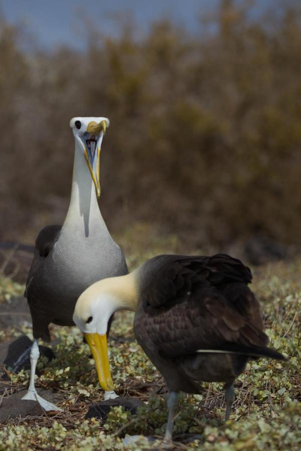 Suite Cielo, Discover The Magic Of Galapagos بويرتو بكويريزو مورينو المظهر الخارجي الصورة
