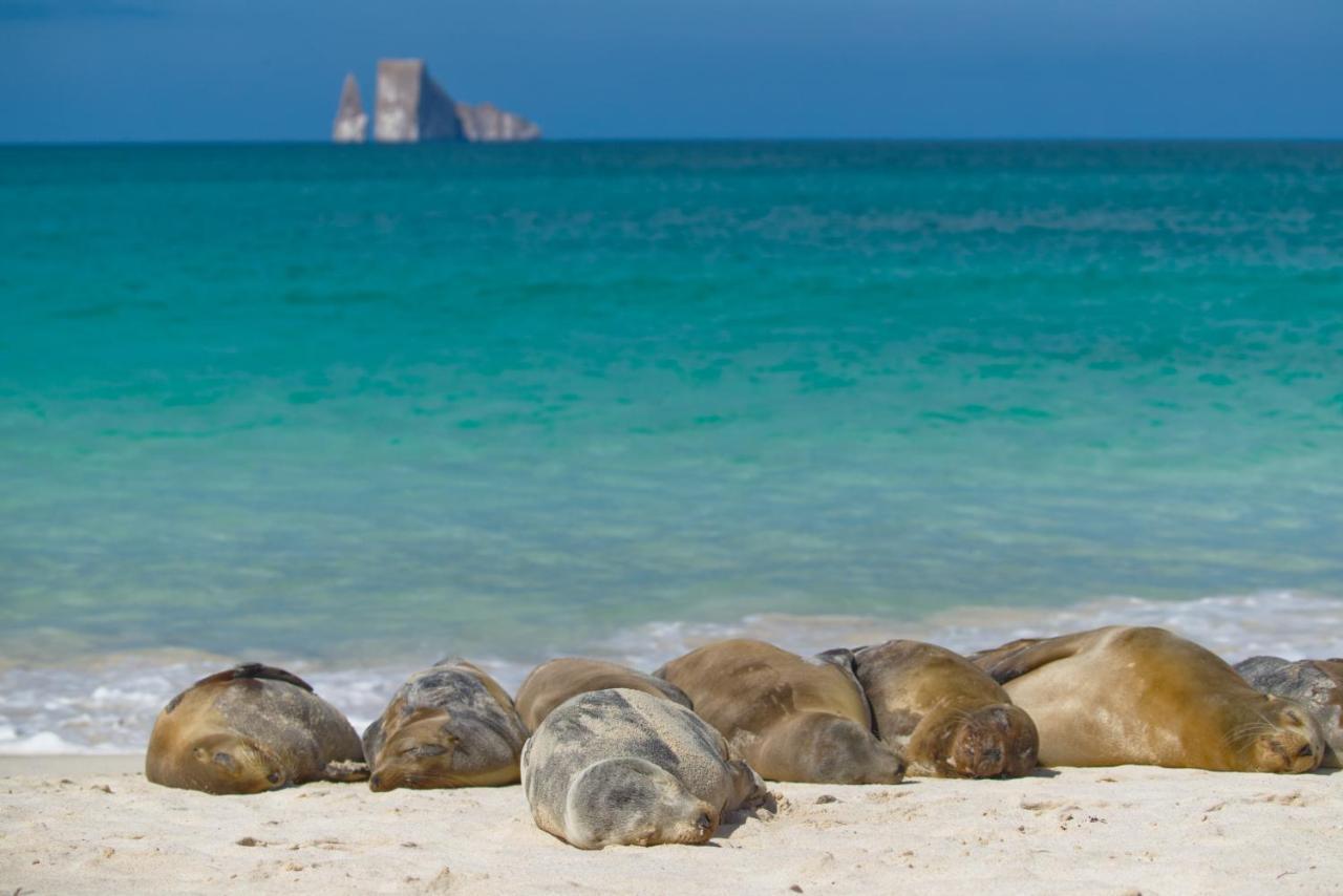 Suite Cielo, Discover The Magic Of Galapagos بويرتو بكويريزو مورينو المظهر الخارجي الصورة