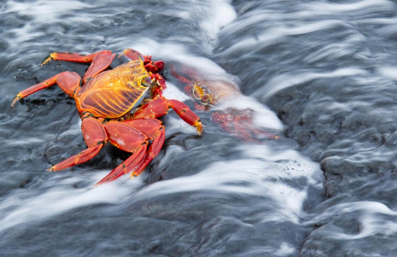 Suite Cielo, Discover The Magic Of Galapagos بويرتو بكويريزو مورينو المظهر الخارجي الصورة